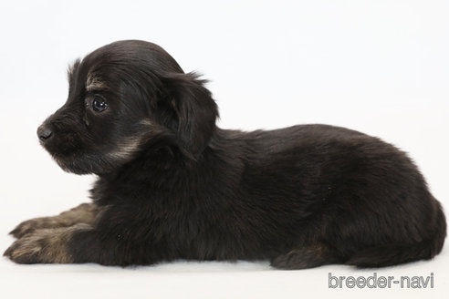 成約済の神奈川県のマルックス:マルチーズ×ミニチュアダックスフンド-300288の2枚目